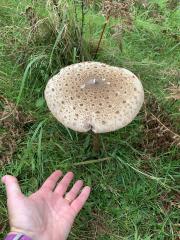 Best not eat - though it does look appetising!